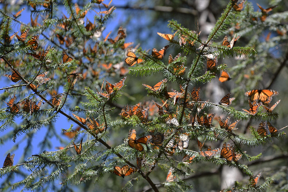 Papillons Monarque, Michoacan, Mexique
