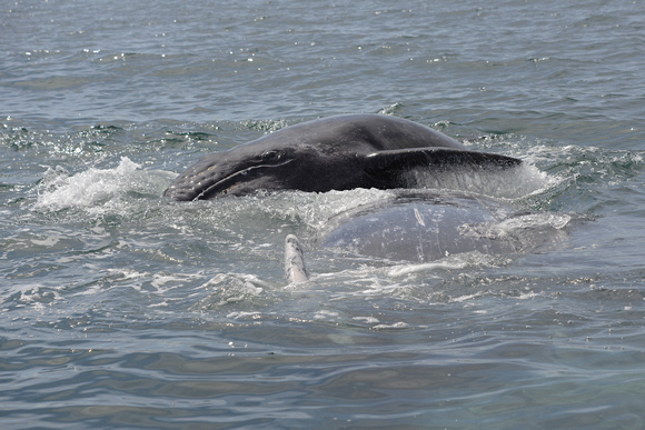 Baleines grises, Baja California, Mexique