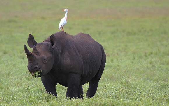 Rhinocéros et aigrette, Ngorongoro