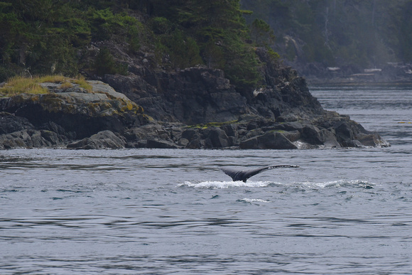 Baleine à bosse, Ile de Vancouver, Colombie-Britannique